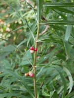 Polygonatum verticillatum