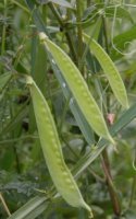 Lathyrus sylvestris