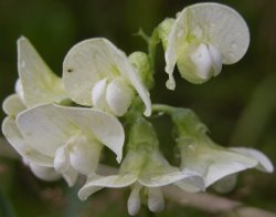 Lathyrus sylvestris