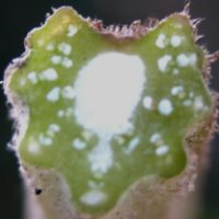 Arctium tomentosum