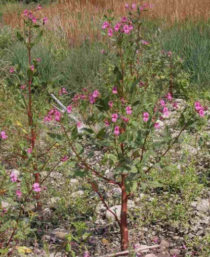 Impatiens glandulifera
