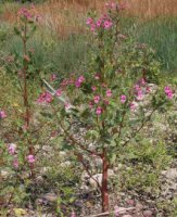 Impatiens glandulifera