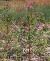 Impatiens glandulifera