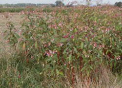 Impatiens glandulifera