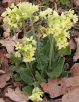 Primula elatior