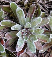 Saxifraga paniculata