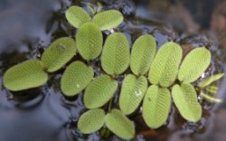 Salvinia natans