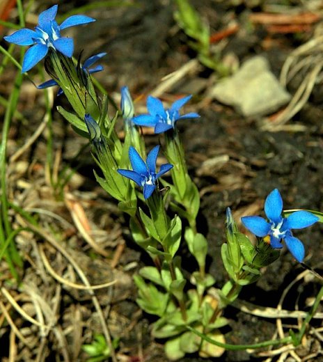 Gentiana nivalis