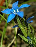 Gentiana nivalis