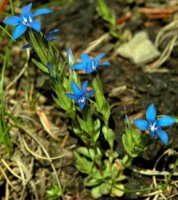 Gentiana nivalis