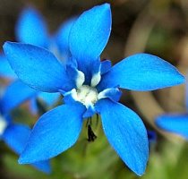 Gentiana nivalis