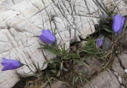 Campanula polymorpha