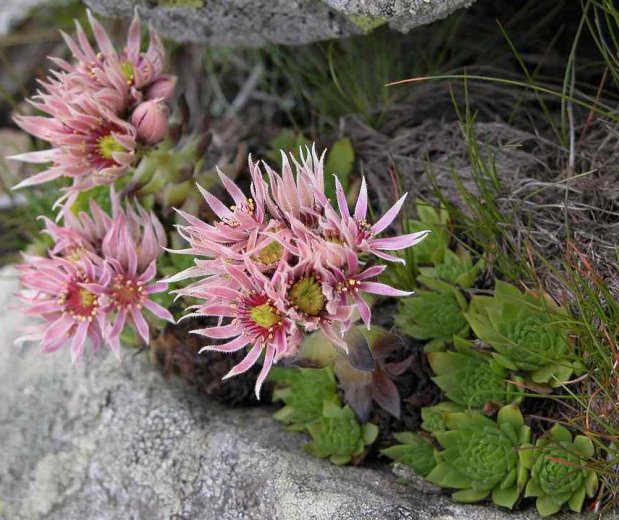 Sempervivum montanum