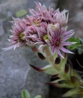 Sempervivum montanum