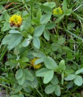 Trifolium badium