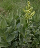 Veratrum lobelianum