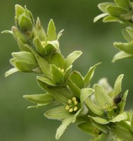 Veratrum lobelianum