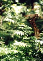 Osmunda regalis