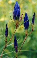 Gentiana pneumonanthe (goryczka wąskolistna)