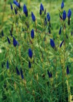 Gentiana pneumonanthe (goryczka wąskolistna)