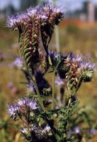 Phacelia tanacetifolia