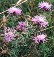 Centaurea stoebe