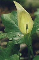 Arum orientale ssp. orientale