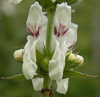 Stachys recta 