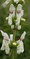 Stachys recta 