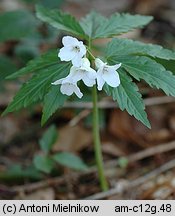 Dentaria glandulosa