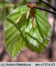 Fagus sylvatica