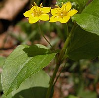 Lysimachia nemorum 