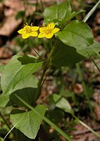 Lysimachia nemorum 