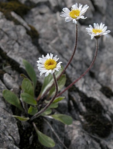 Bellidiastrum michelli