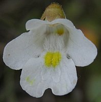 Pinguicula alpina