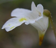 Pinguicula alpina