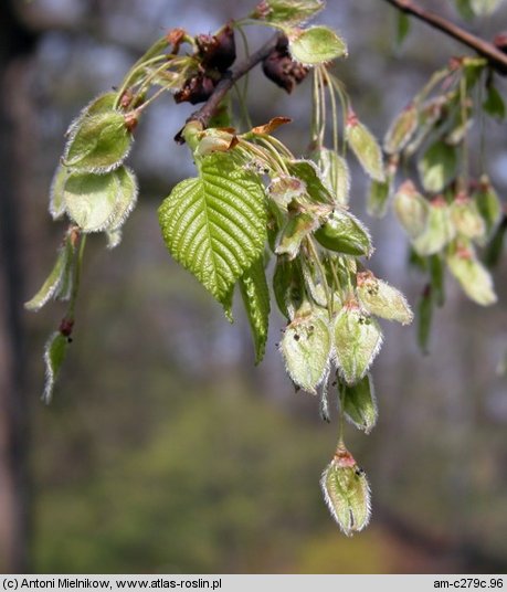 Ulmus laevis