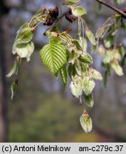 Ulmus laevis