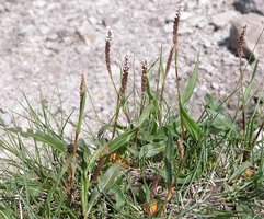 Polygonum viviparum