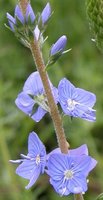 Veronica teucrium