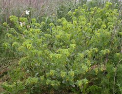 Cerinthe minor