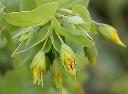 Cerinthe minor