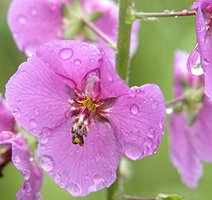 Verbascum phoeniceum