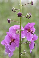 Verbascum phoeniceum