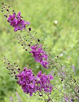 Verbascum phoeniceum