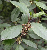 Frangula alnus