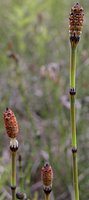 Equisetum variegatum