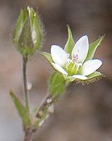 Arenaria serpyllifolia