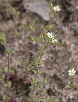 Arenaria serpyllifolia