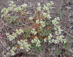 Scleranthus perennis